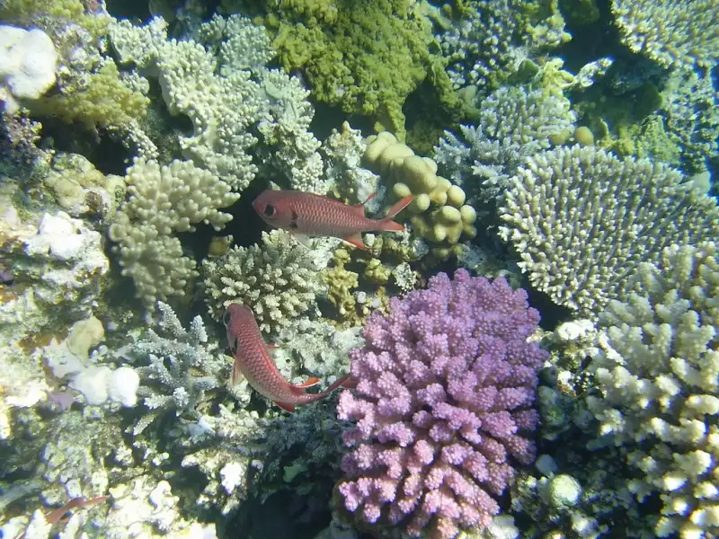 El Coral arrecife en el Mar Rojo